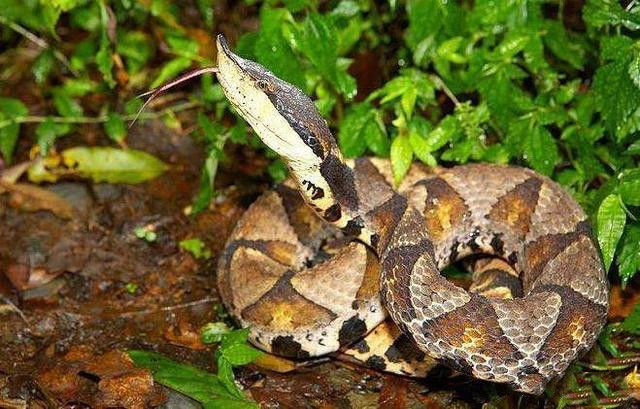 动物趣闻:过山风是农村里爬行速度最快的蛇吗?