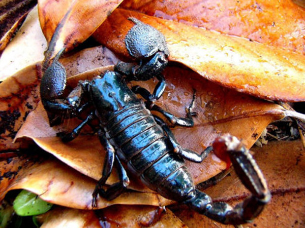 世界上最大的蝎子(晚上发现蜈蚣不敢睡觉了)