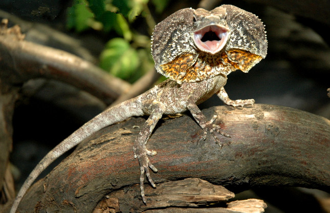 喜爱之情来,原来这是在当地宠物圈的名声与鬃狮蜥蜴并驾齐驱的伞蜥蜴