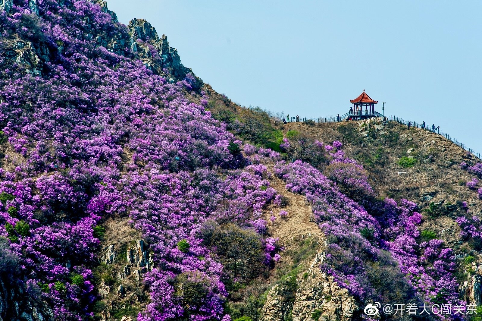 大黑山漫山遍野的野生杜鹃花,盛开时如此壮观