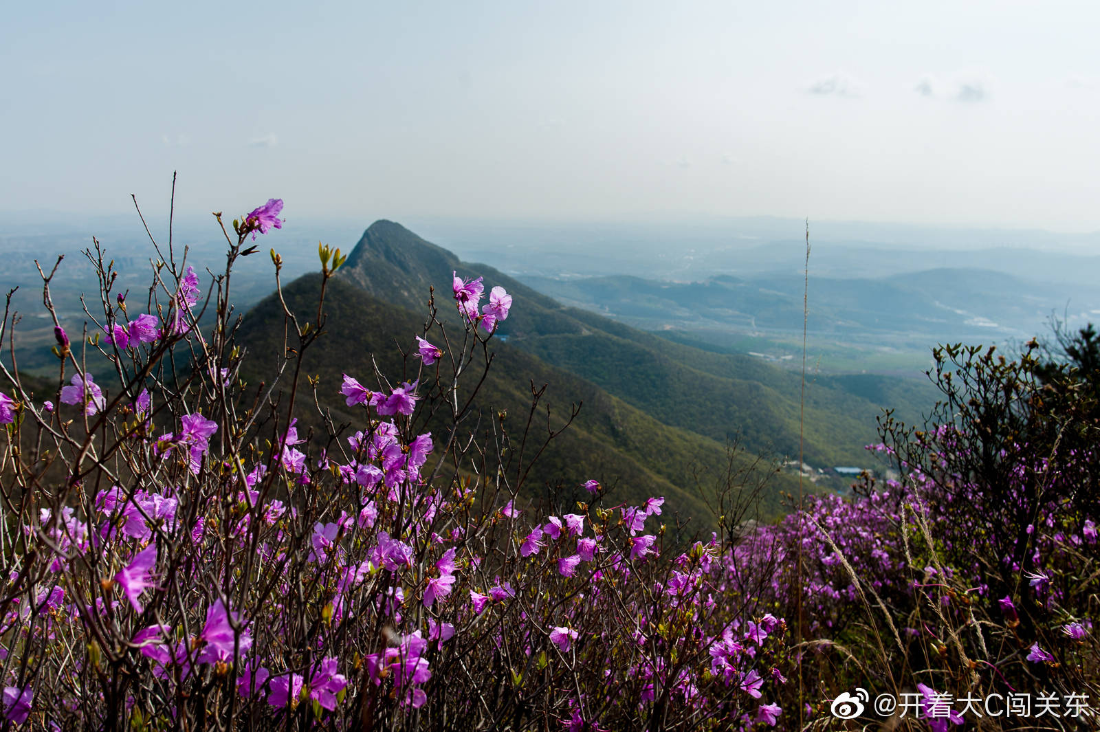 大黑山漫山遍野的野生杜鹃花,盛开时如此壮观