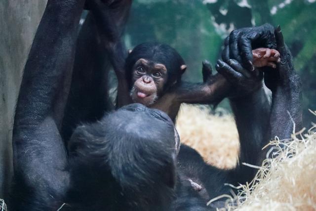 来自猩猩的你|2个月大的黑猩猩宝宝长啥样?