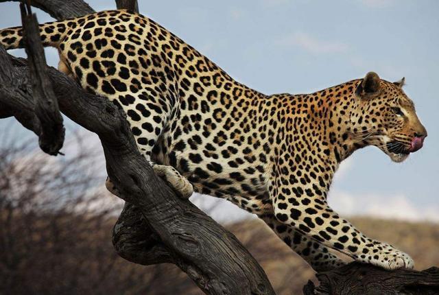 看豹子和狮子一决雌雄|豹子|食物链|猎豹_新浪新闻