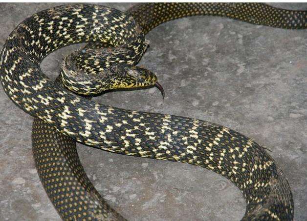 这种额头上写着"王"的王锦蛇, 无毒还医药价值极高