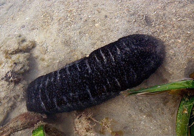 海底潜水看到满地"黑色毛虫",游客看清后连忙上前捕捉