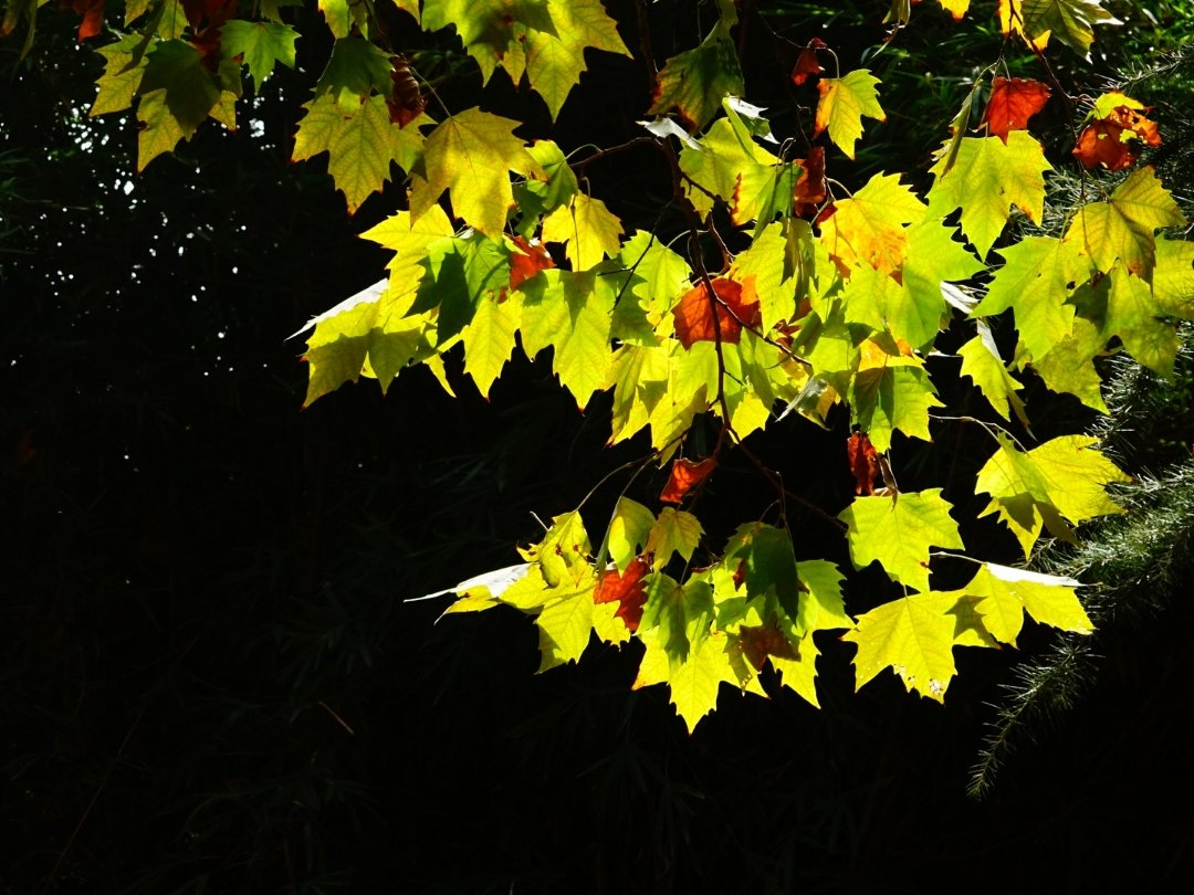 枫叶梧桐叶才开始变色.