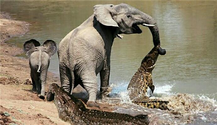 小象被鳄鱼咬住鼻子 大象急忙赶来 鳄鱼赶紧松口逃窜