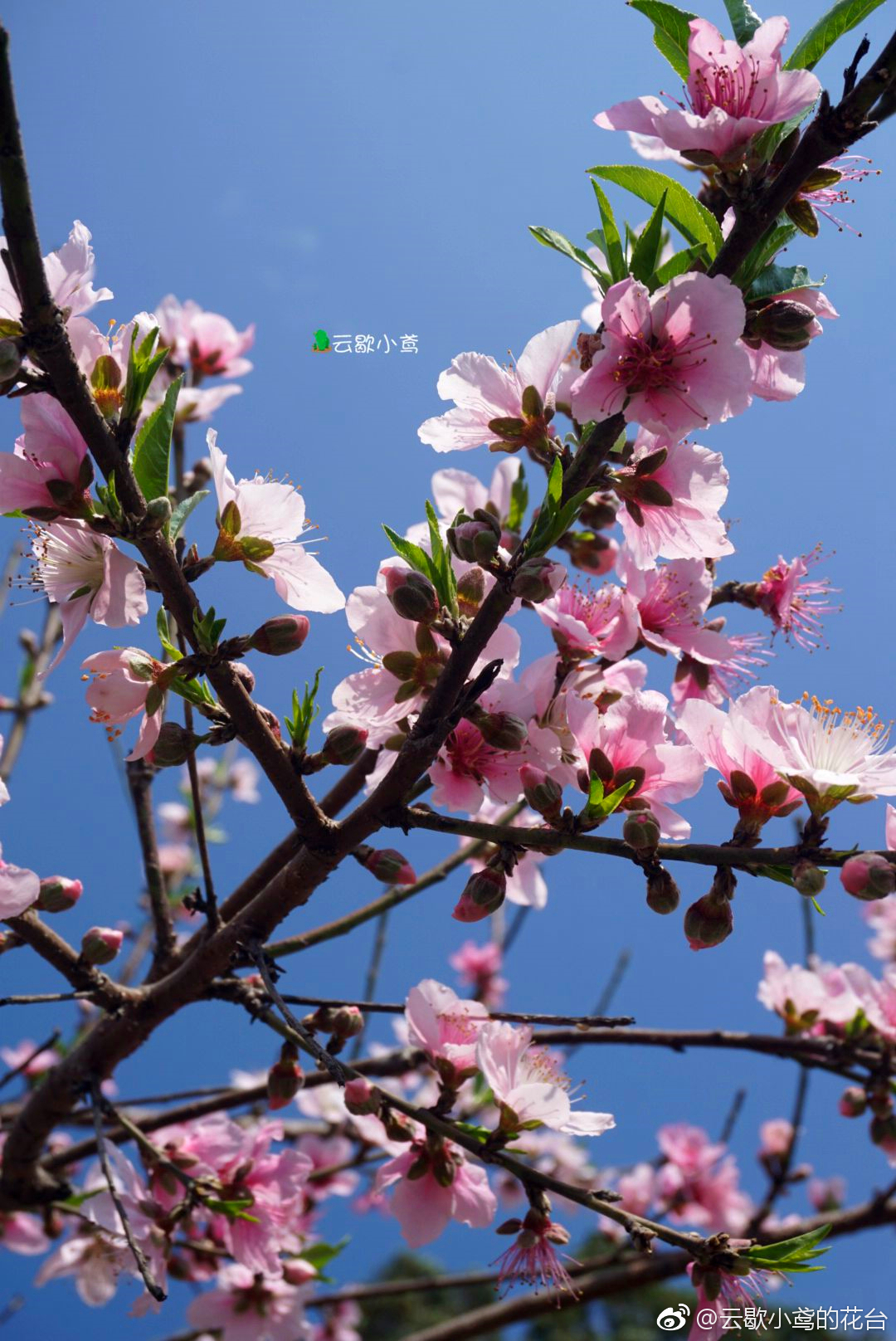 聊赠一枝春|桃花树|桃花|私心|景区|重合_新浪新闻