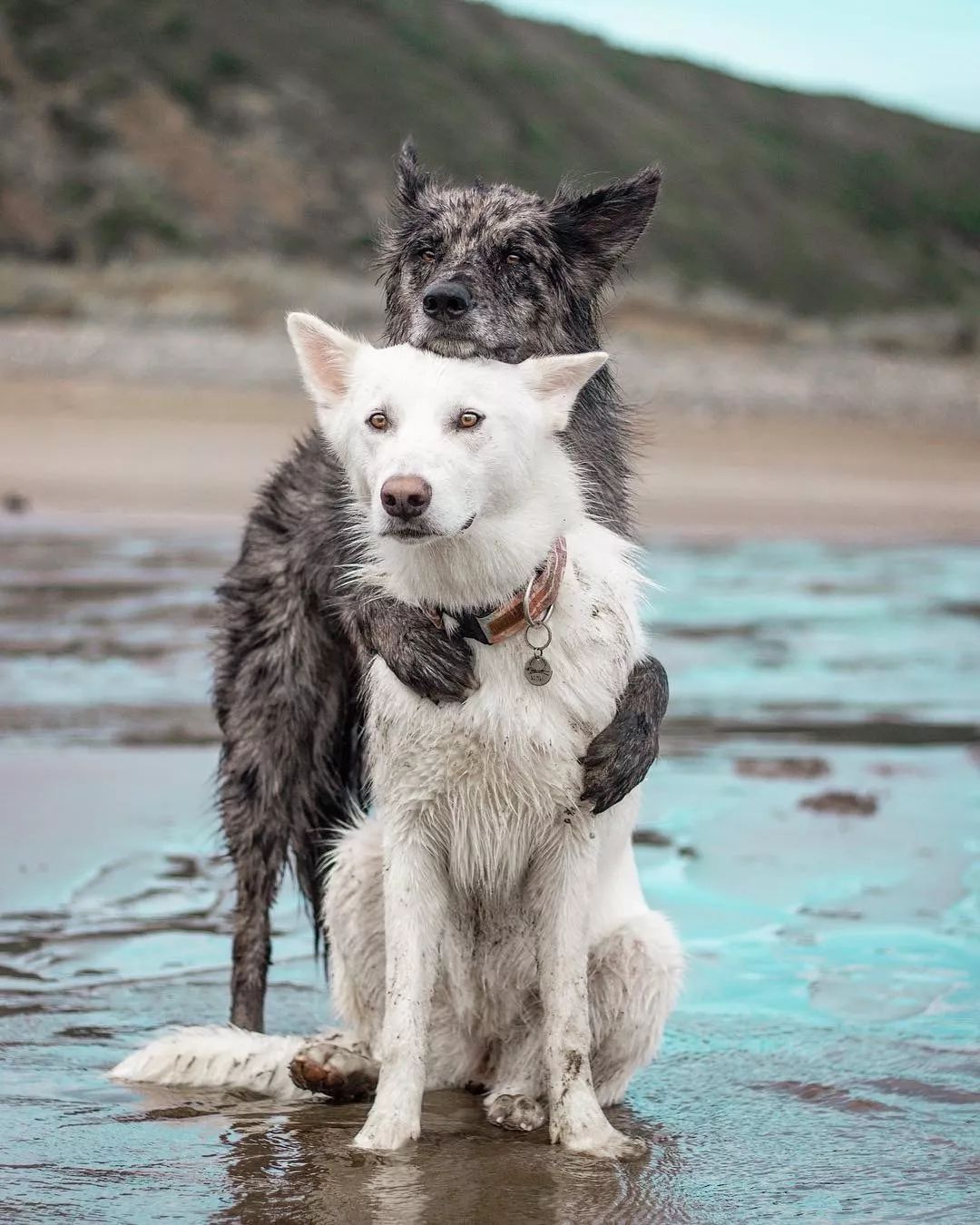 高冷禁欲哈士奇 x 傻白甜的恋爱|哈士奇|狗子|老婆_新浪新闻