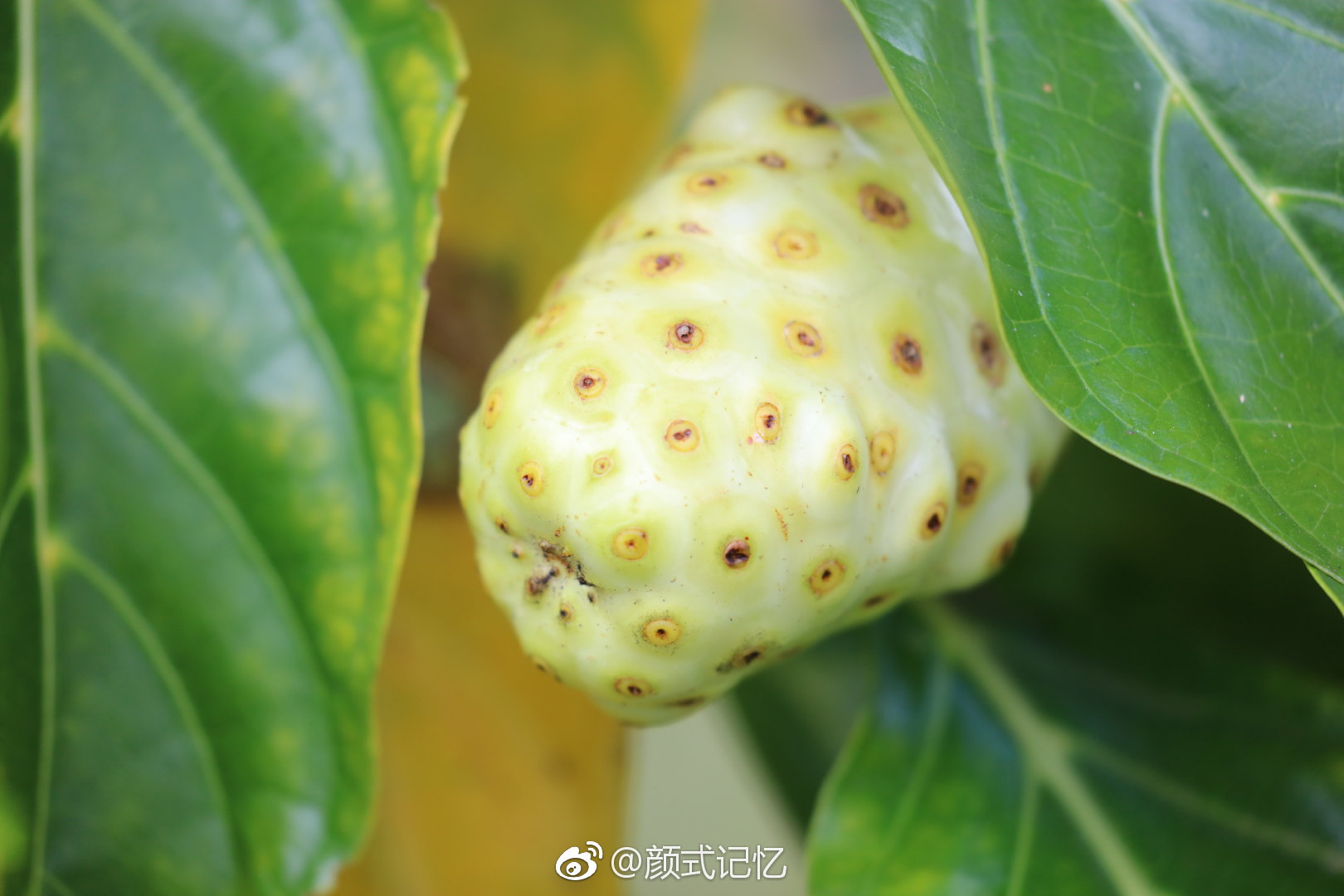 诺丽果海滨木巴戟天然抗氧化剂游牙买加首都金斯敦