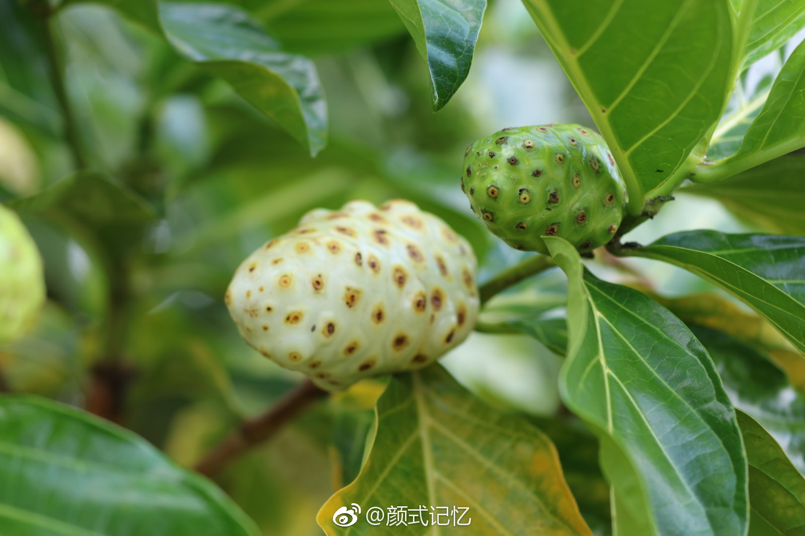 诺丽果海滨木巴戟天然抗氧化剂游牙买加首都金斯敦