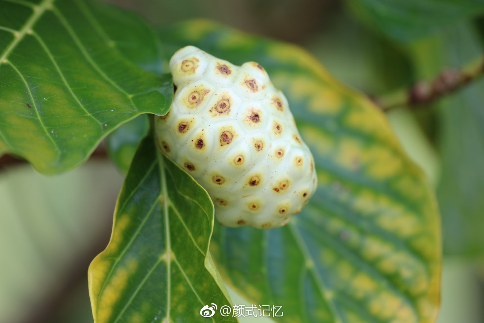 诺丽果海滨木巴戟天然抗氧化剂游牙买加首都金斯敦