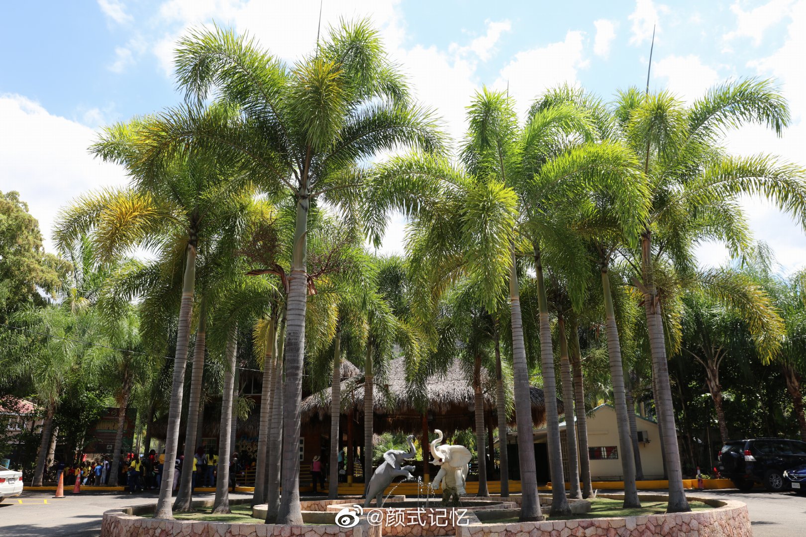 棕榈树,结棕榈果,广东,海南很常见;城市景观