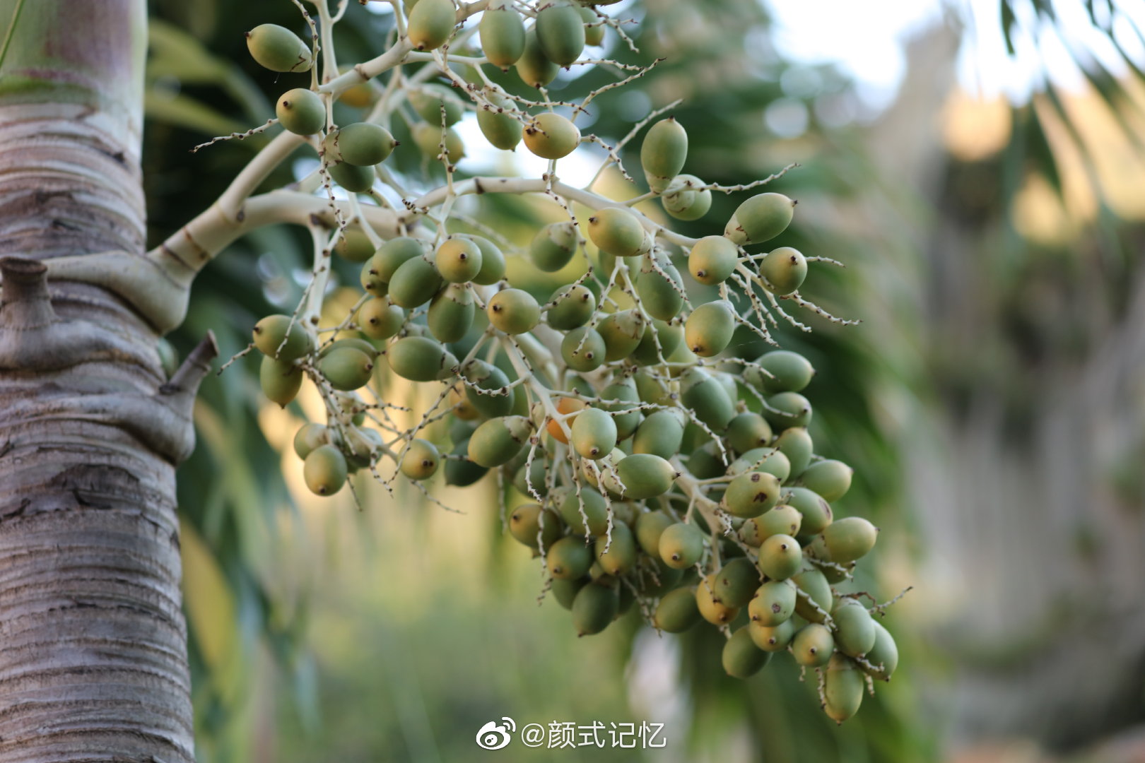 棕榈树,结棕榈果,广东,海南很常见;城市景观