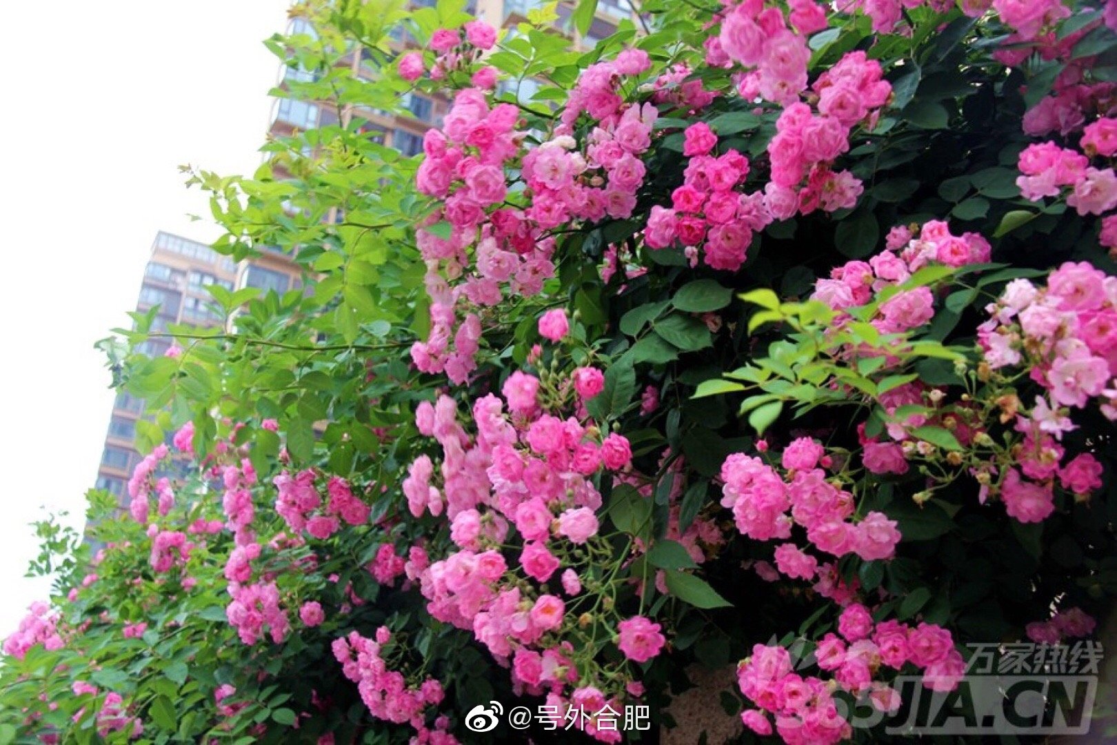 蔷薇花成团成团的悬在墙头,高耸的灰墙配上粉色的蔷薇,为即将入夏的