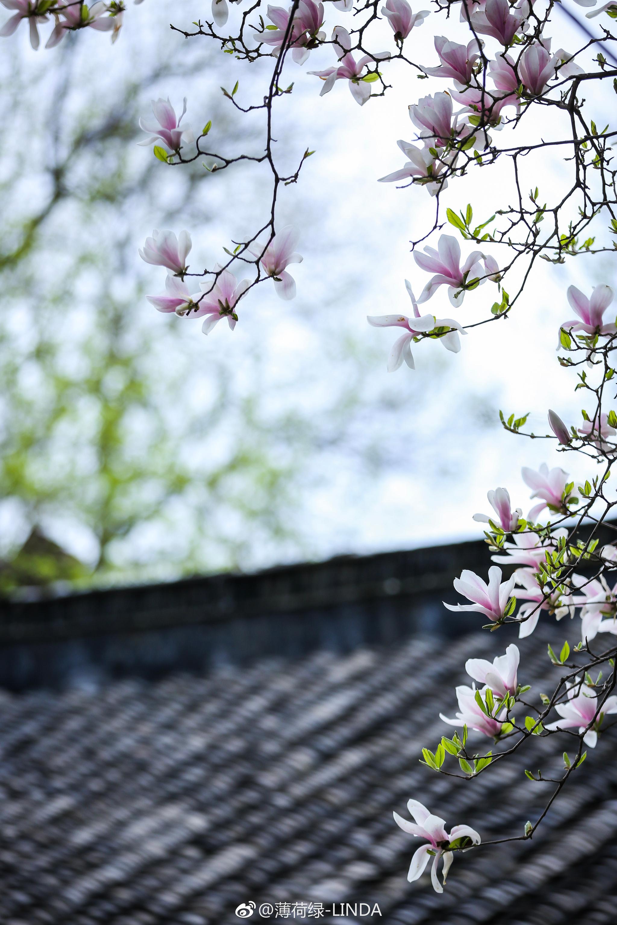 清凉山 · 紫玉兰 |已向丹霞生浅晕,故将清露作芳尘.
