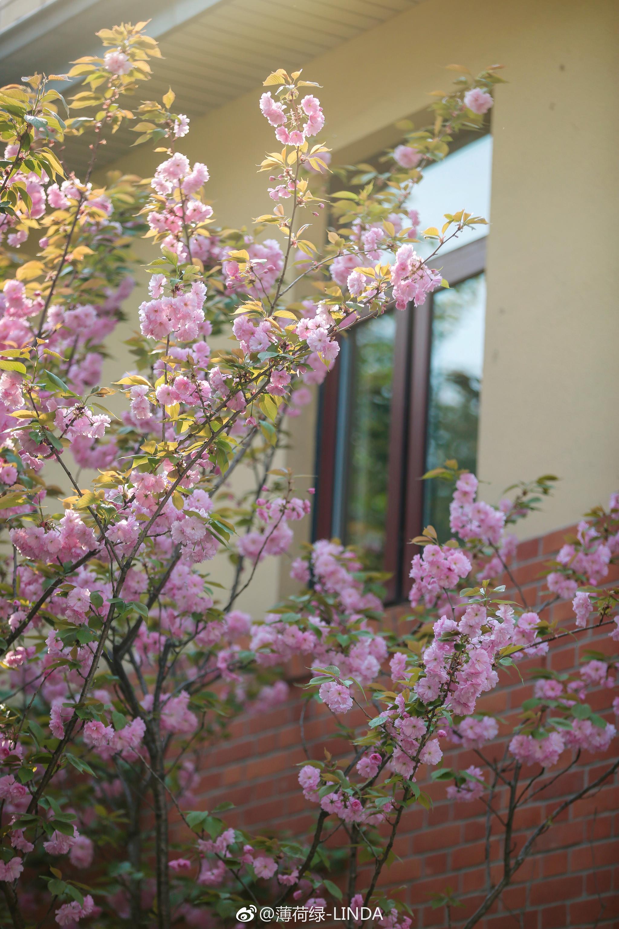 颐和公馆 · 晚樱 |微风不燥,窗外花正好