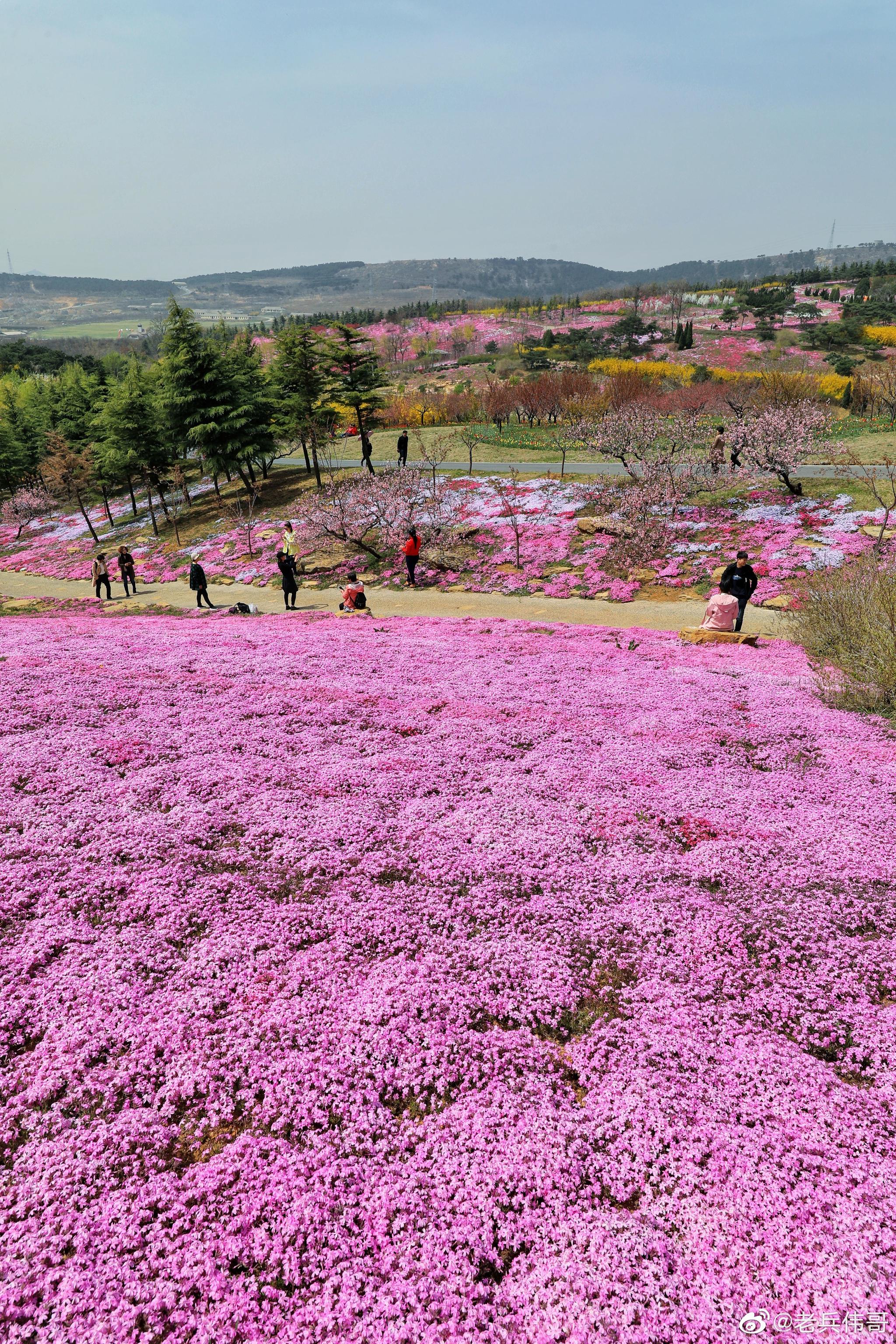 遇见大连61芝樱花海