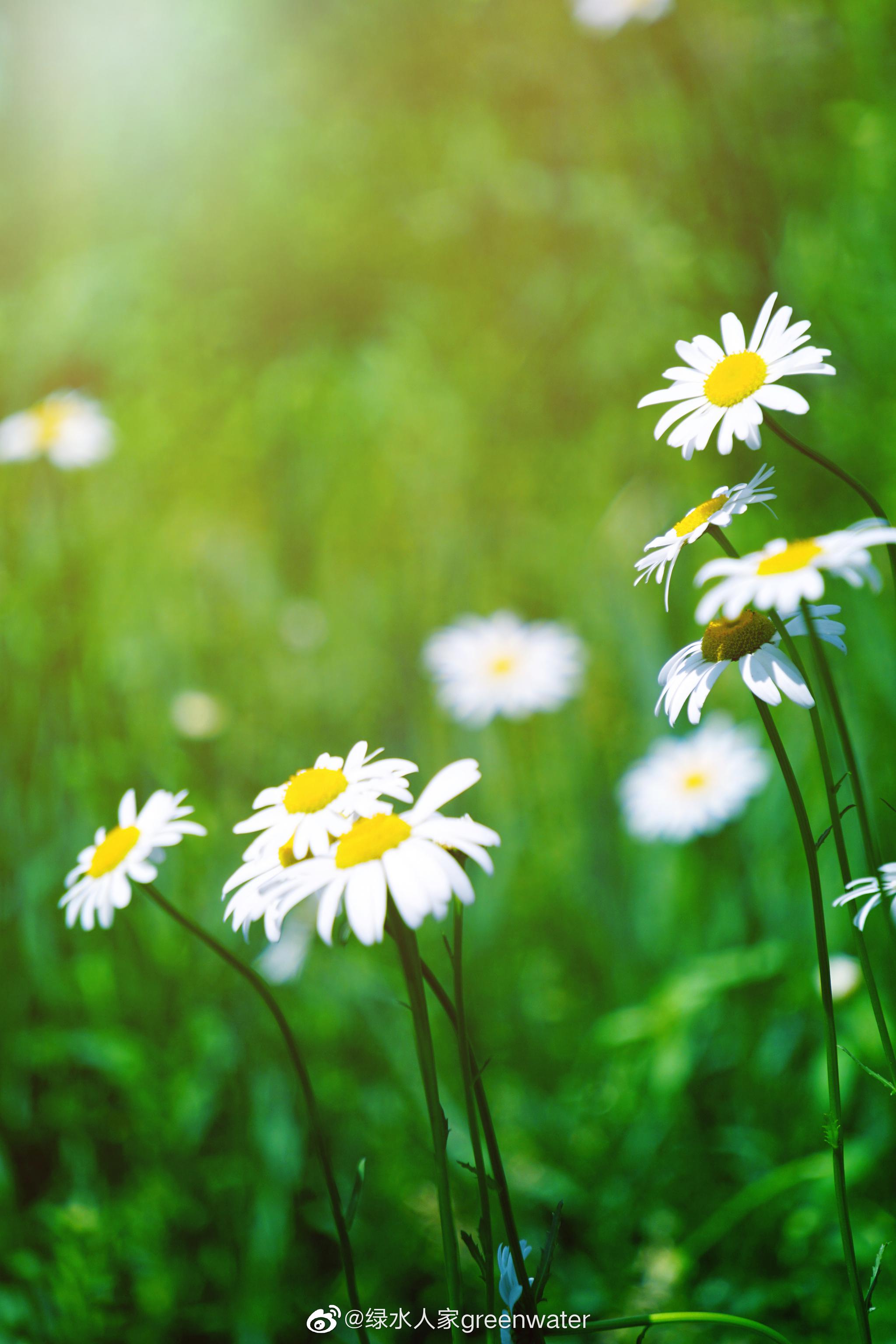 春日暖阳大片大片的雏菊静静地开放就像缪塞的诗我爱着