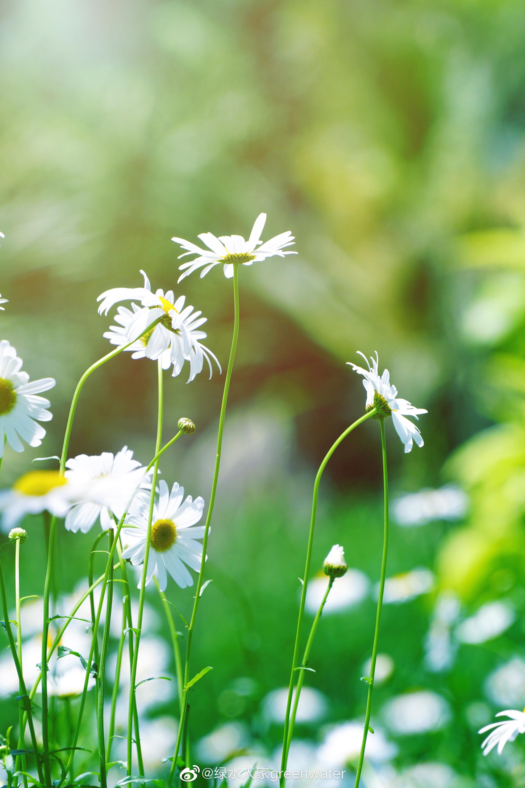 春日暖阳大片大片的雏菊静静地开放就像缪塞的诗我爱着