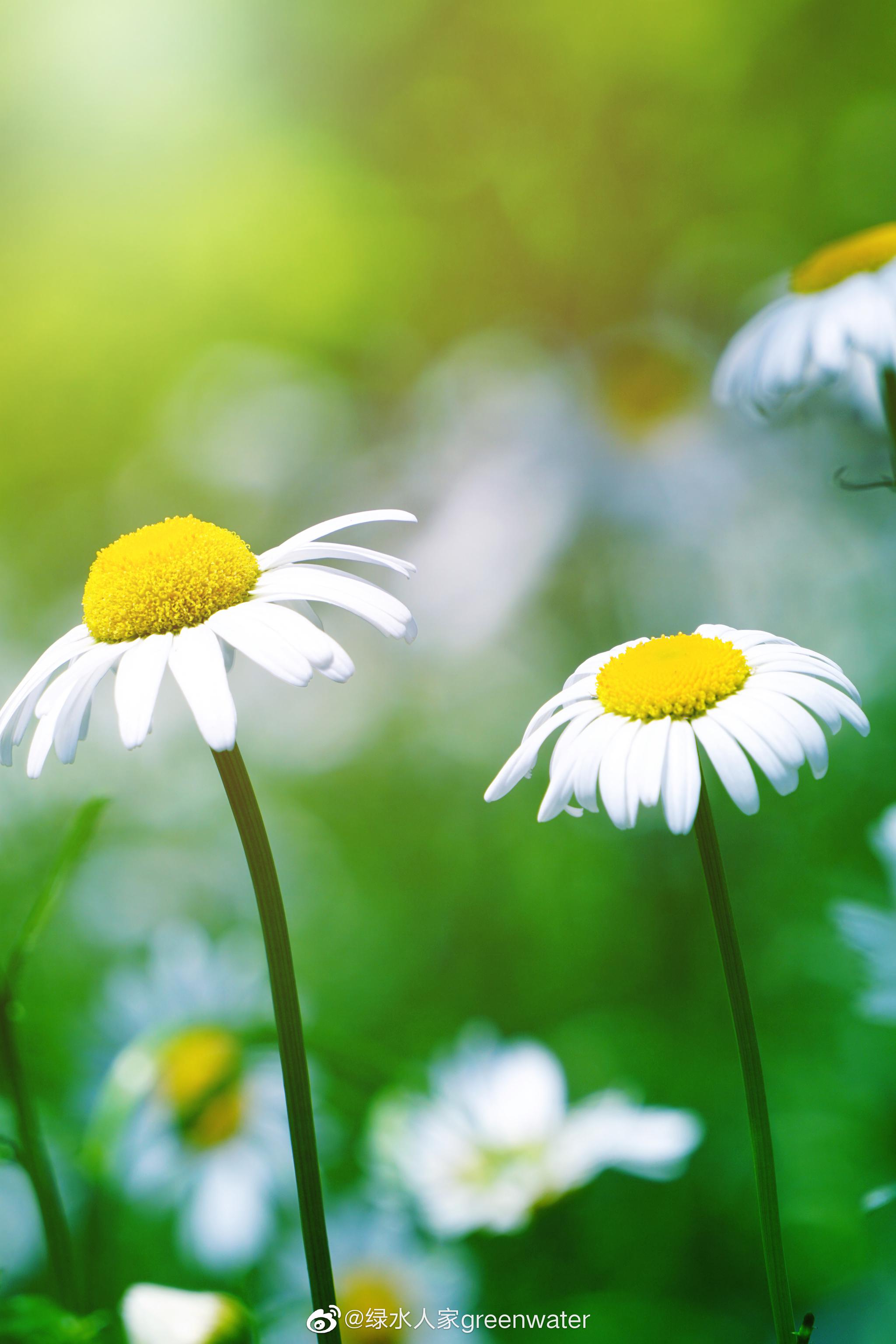 春日暖阳大片大片的雏菊静静地开放就像缪塞的诗我爱着