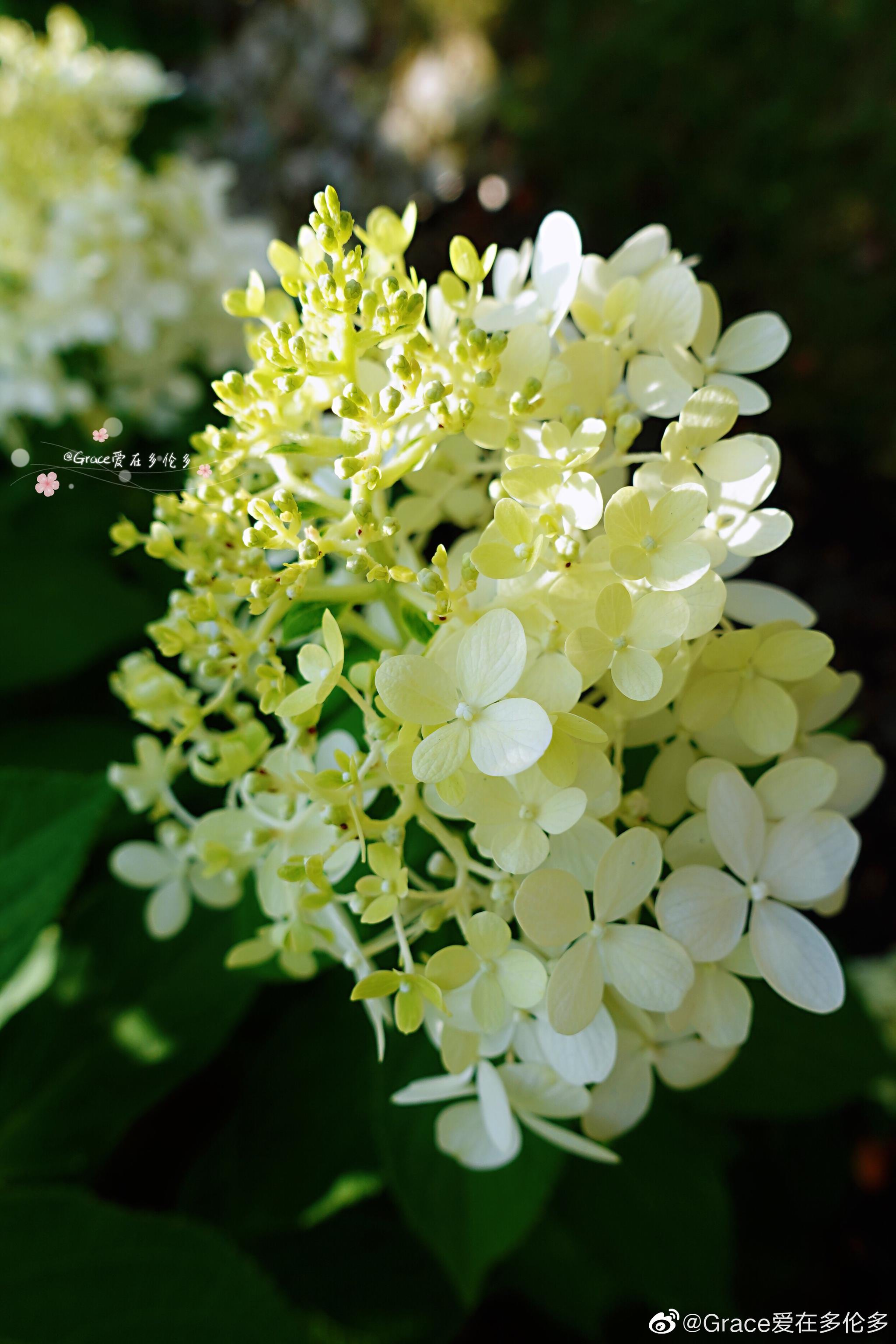 浅浅的白色和绿色小花,淡雅清新.