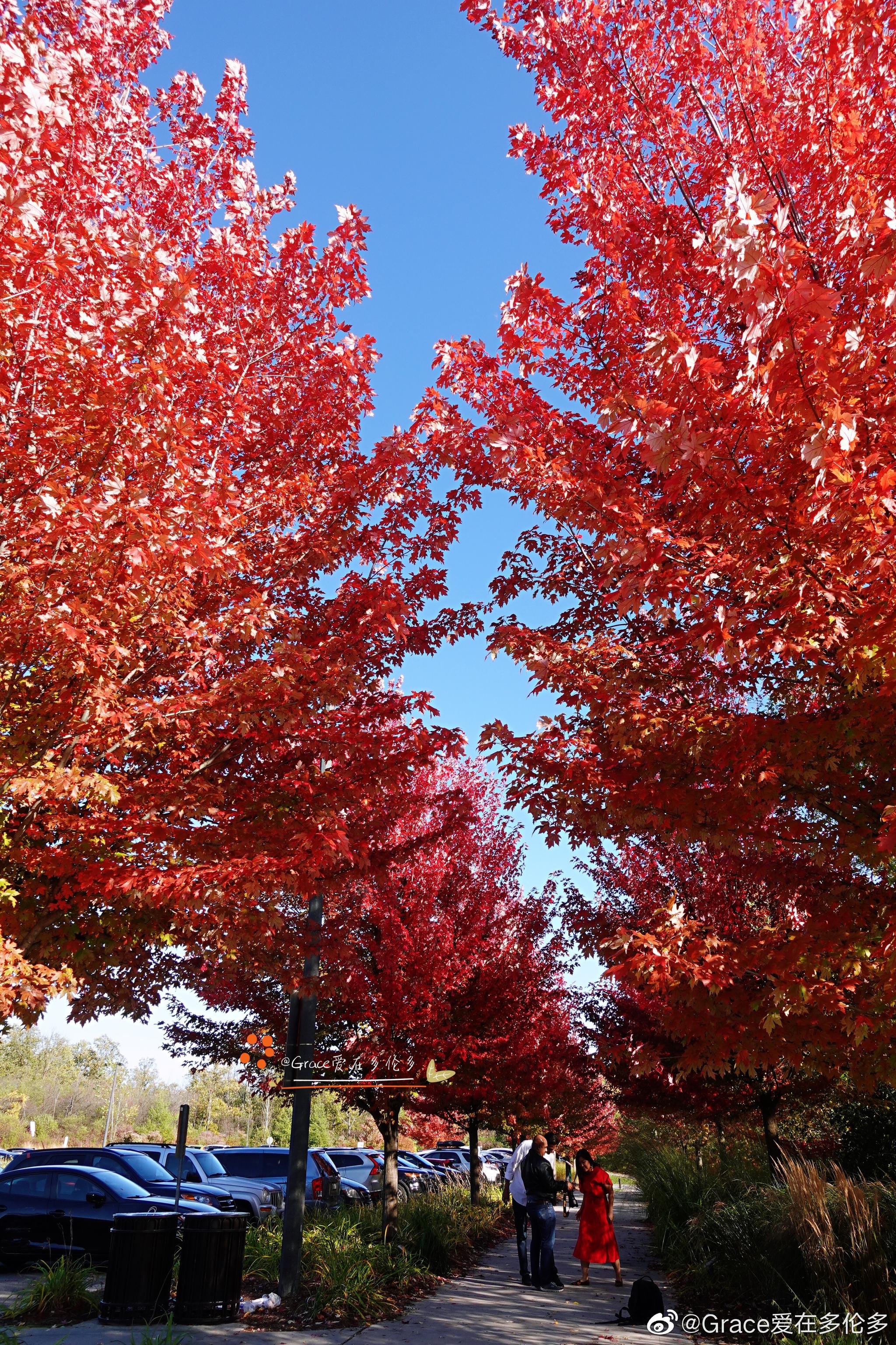 riverwood park的枫叶又红了!