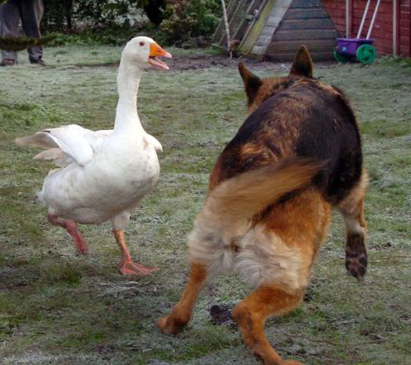 德牧犬和大白鹅每天形影不离,工作人员却想方法将它们拆散|牧犬|大白