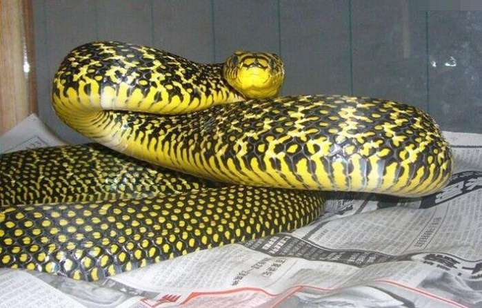 这种额头上写着"王"的王锦蛇, 无毒还医药价值极高