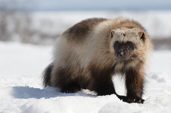 狼獾:我听到有人喊我.