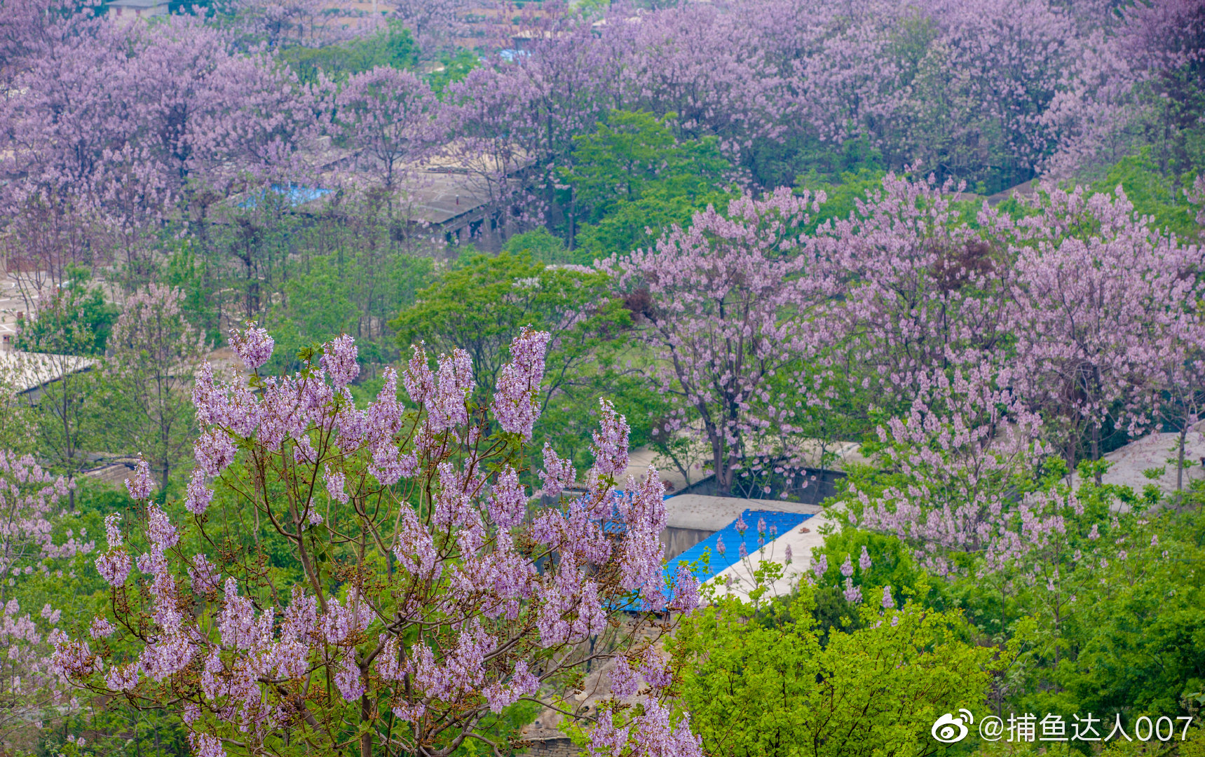 梧桐树开花了平阴白云峪村新浪山东浪部落济南市文化和旅游局