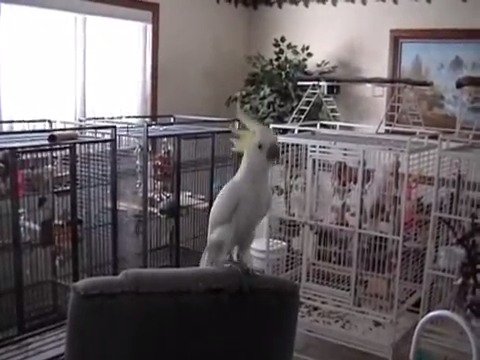 油管网红跳舞鹦鹉snowball