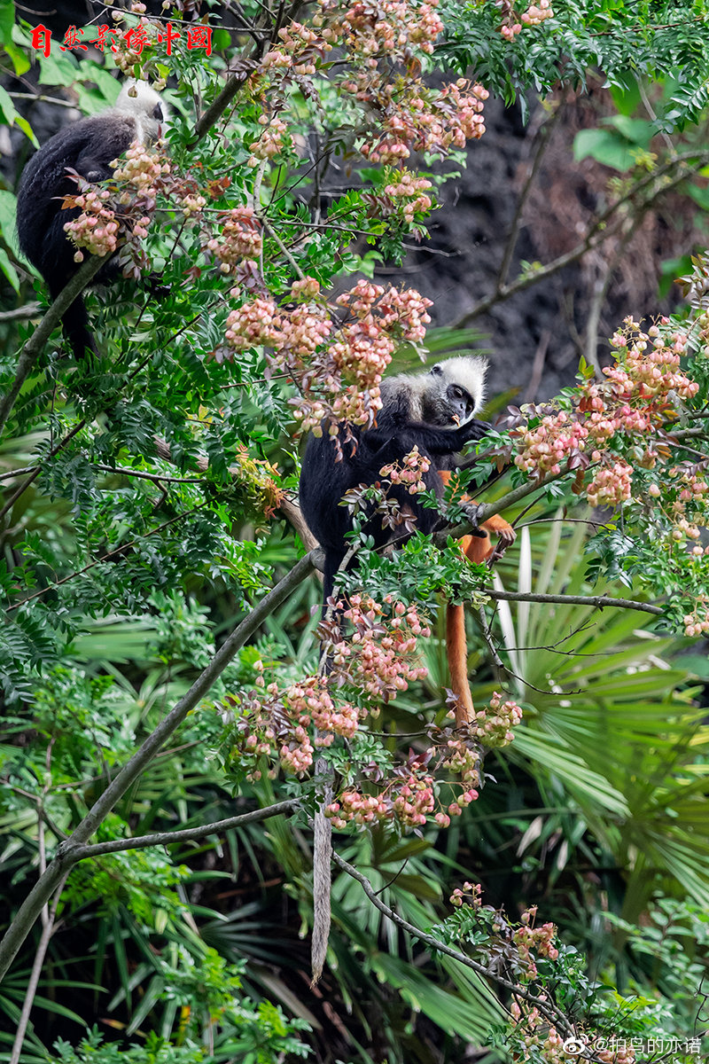白头叶猴（学名：Trachypithecus poliocephalus ssp|雄性|树叶_新浪新闻