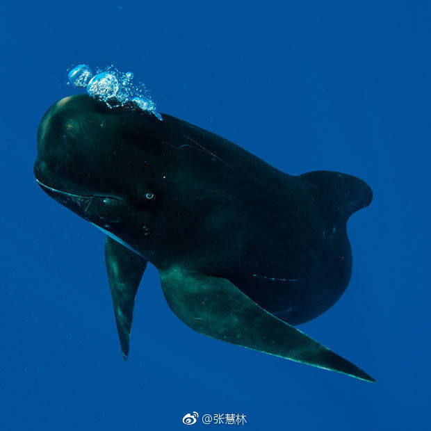 深海巨无霸 巨头鲸