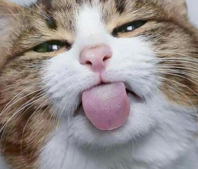 主人近距离拍下猫咪脸部特写,各种表情好可爱.