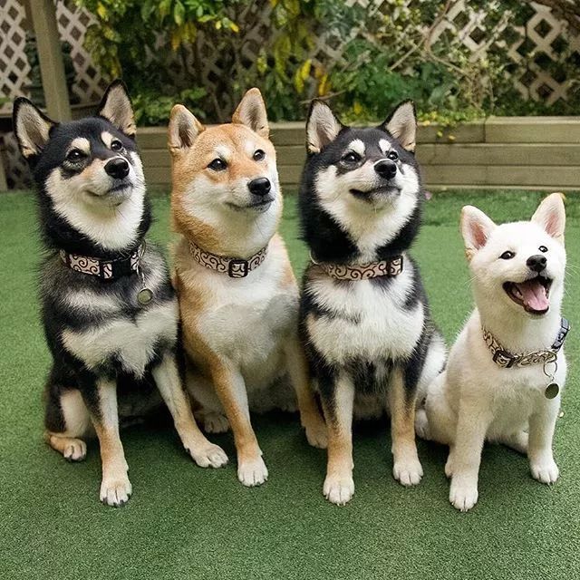 有的人还在期盼拥有一只柴柴,而有的人一不小心有了四只.