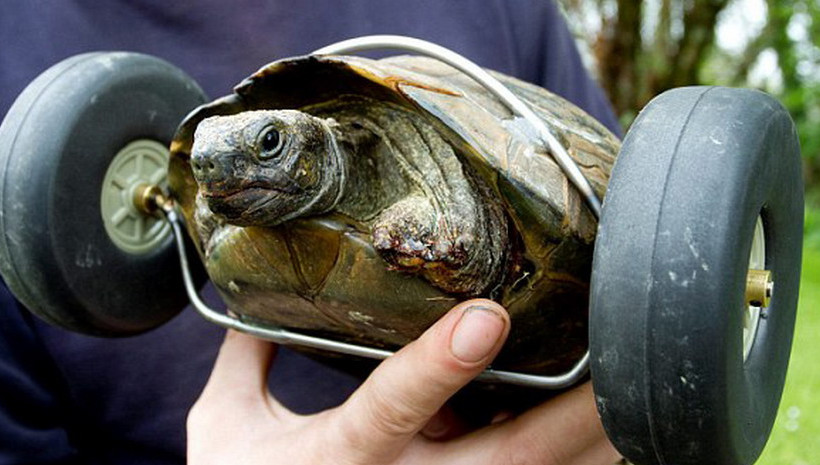 乌龟被人类恶作剧后的死亡状态,真心希望不要虐待动物|乌龟|虐待动物|