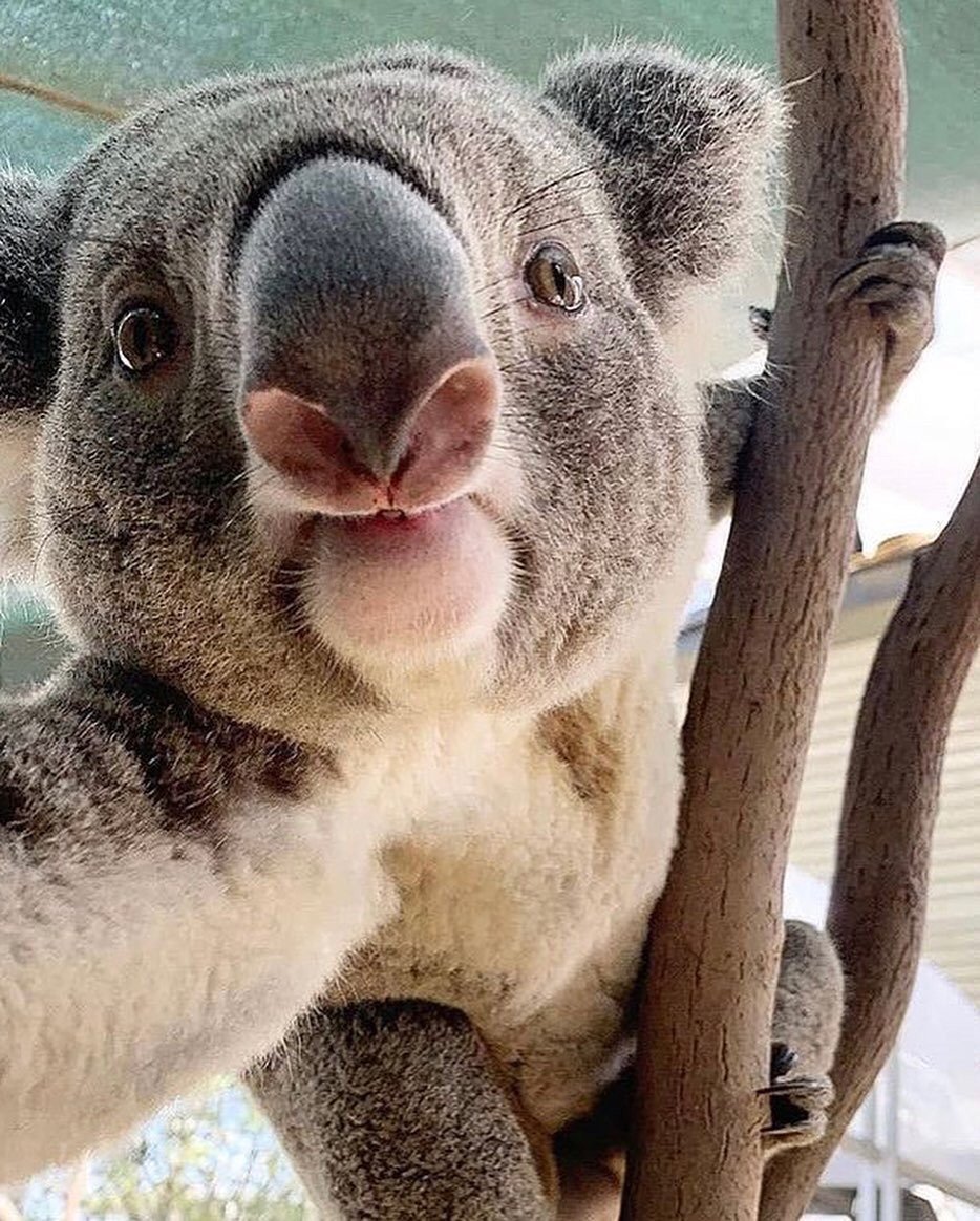 可爱的憨憨的考拉,最近真的太心痛太难过了,希望早日好起来!