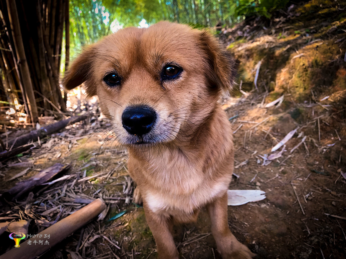 小狗来福忧郁的眼神