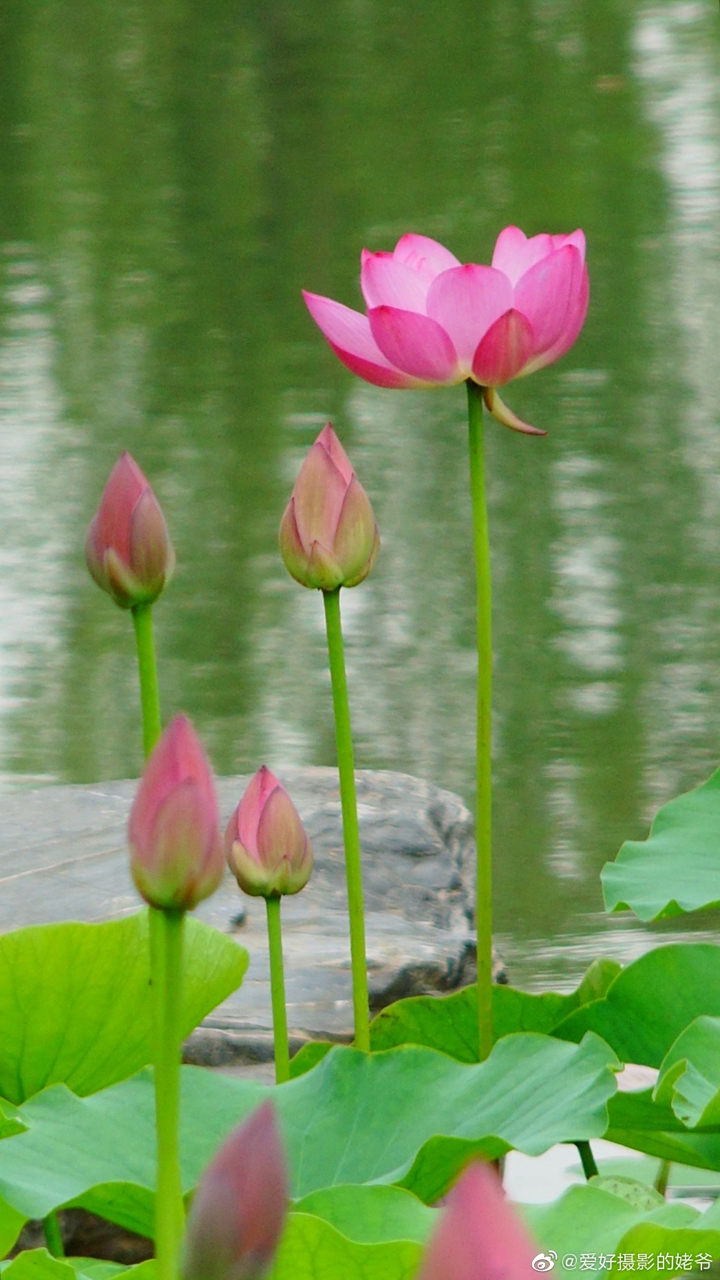 出水芙蓉. .|出水芙蓉_新浪新闻