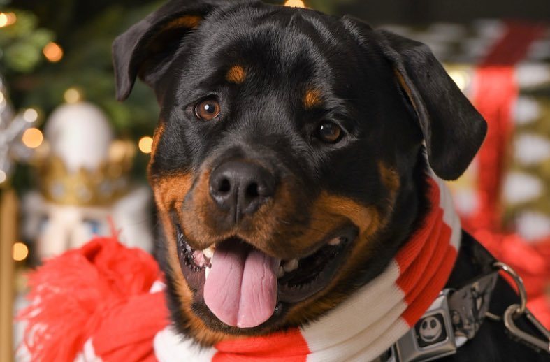 球哥与丹尼斯-加西亚同时晒圣诞合照,球哥写道