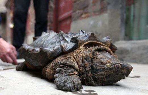 河里捞出一只怪龟,嘴像老鹰,身似鳄鱼,专家称:至少有500岁