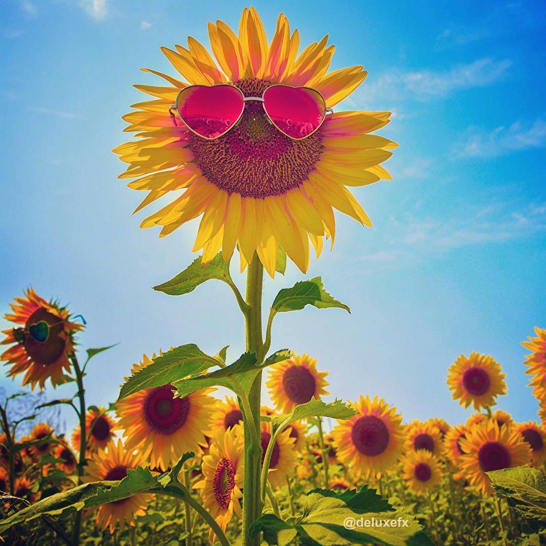 喜欢清晨的每一寸阳光,就好像遇见了你的微笑一样温暖.