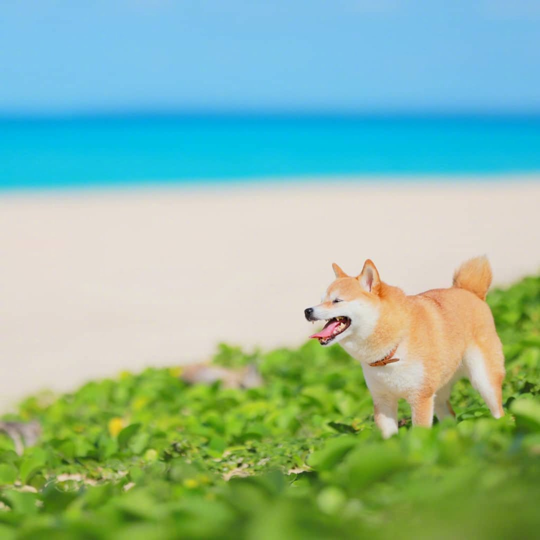 柴犬豆柴 清凉夏日写真夏日的愿望就是和你一起
