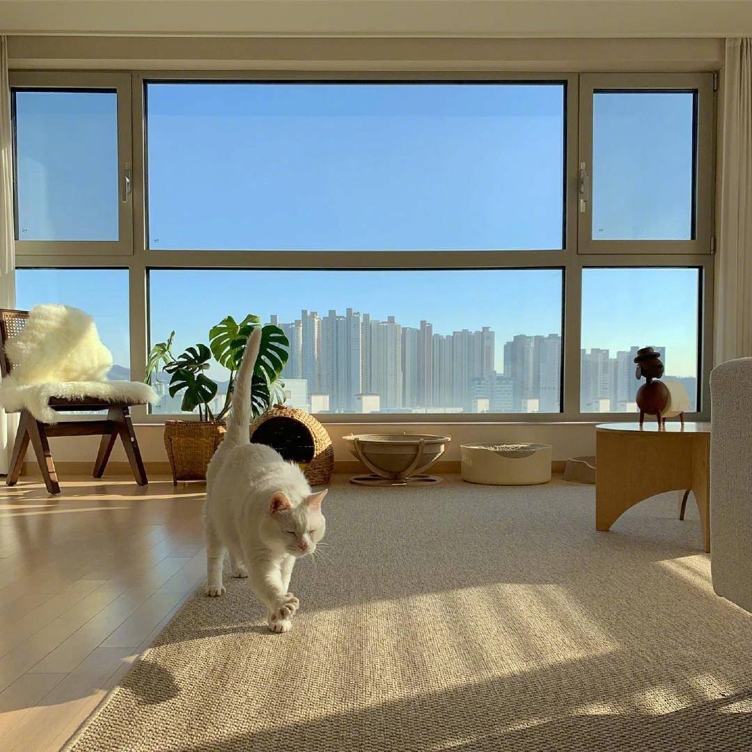 和猫一起窝在家里的日子_高清图集_新浪网