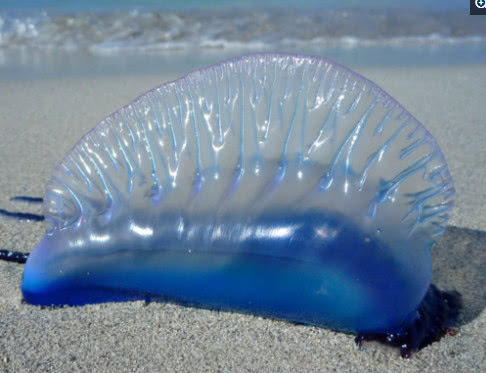 蓝色的水饺你敢吃?怪物种分分钟让人瘫痪,肺循环衰竭而死亡!