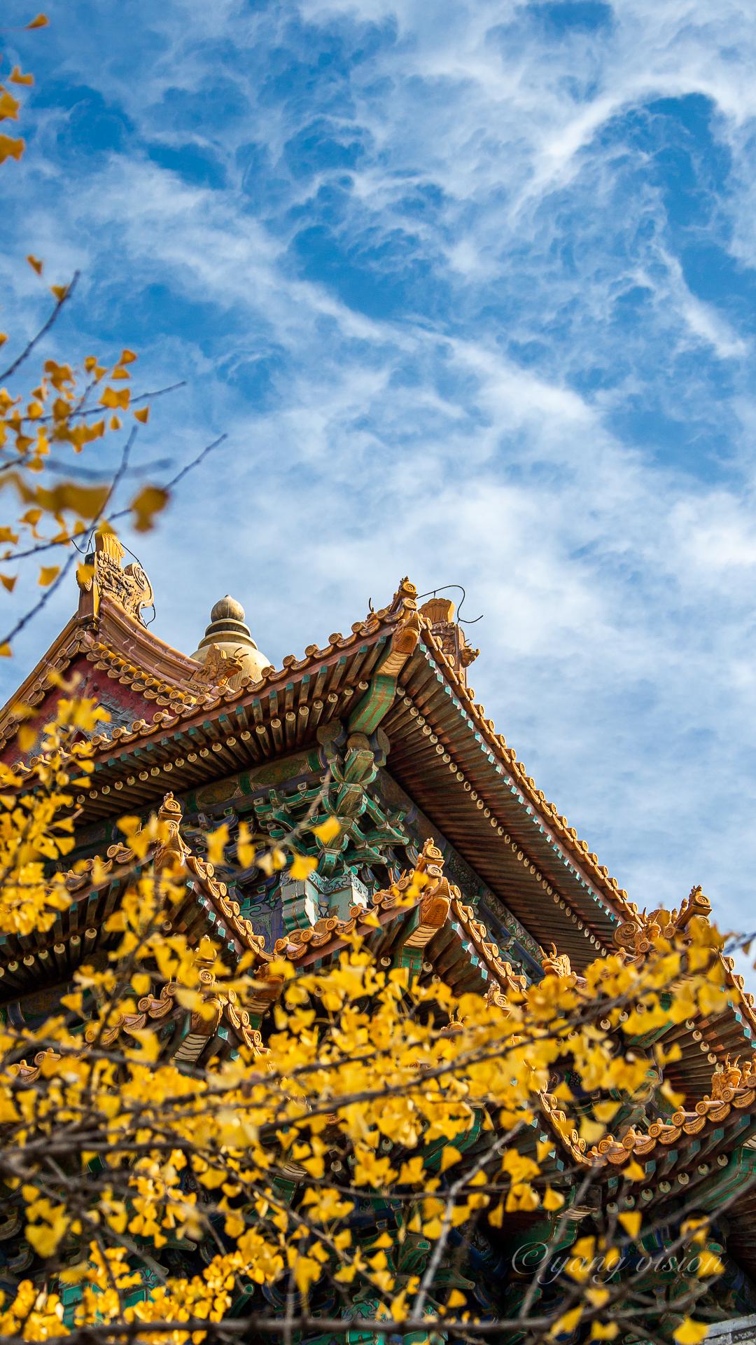 2109古建秋色,故宫角楼银杏叶