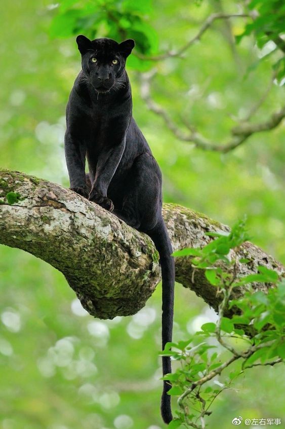 黑豹并非特定物种而是指几种豹中的黑化个体属于猫科动物