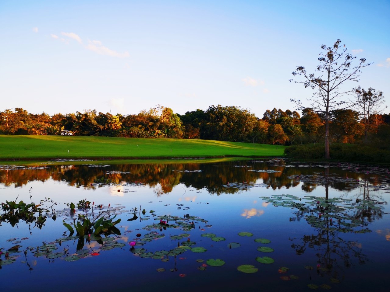 蓝天绿树白云,看起来一派祥和美好