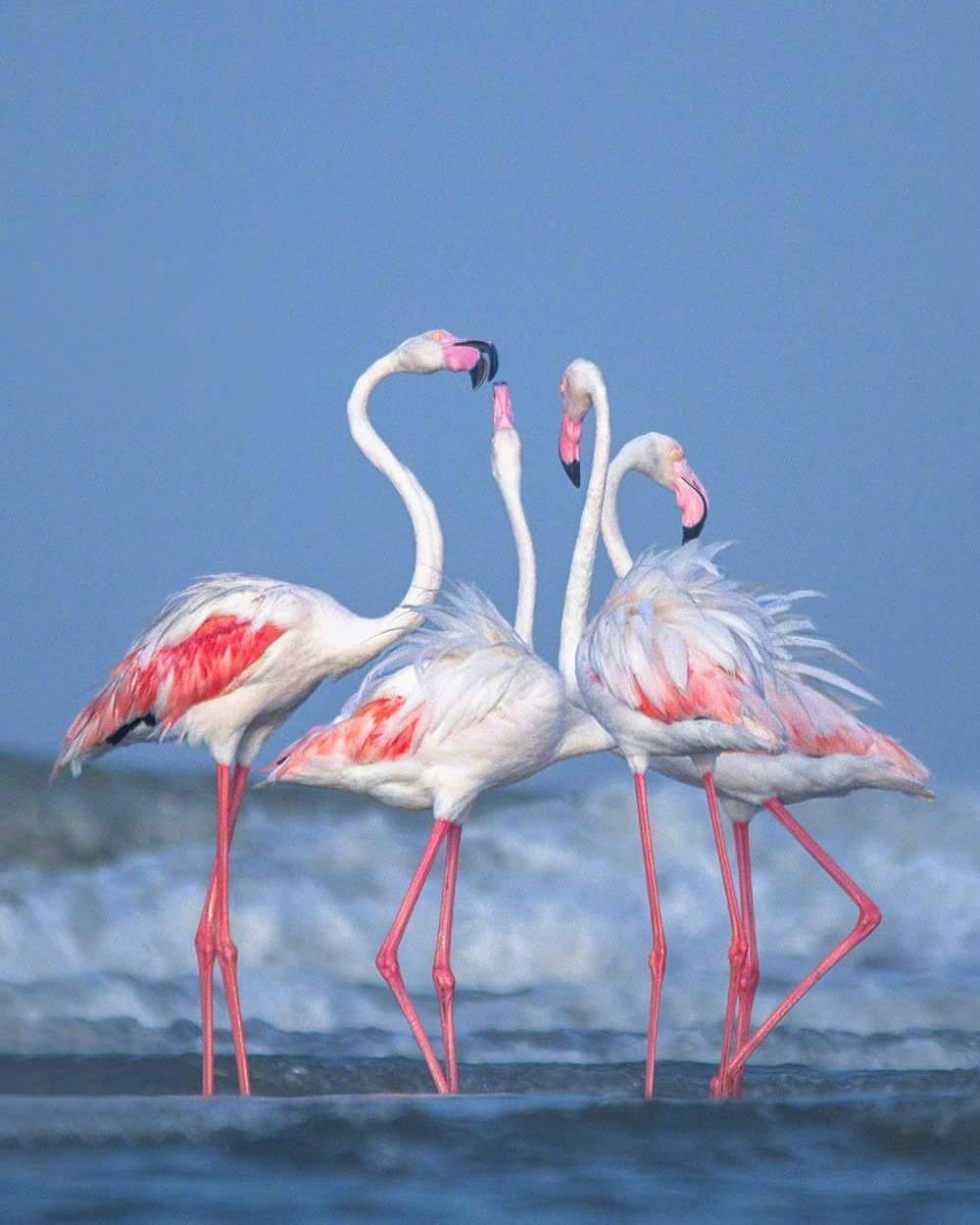 高贵典雅的火烈鸟 ins:dcphotography007
